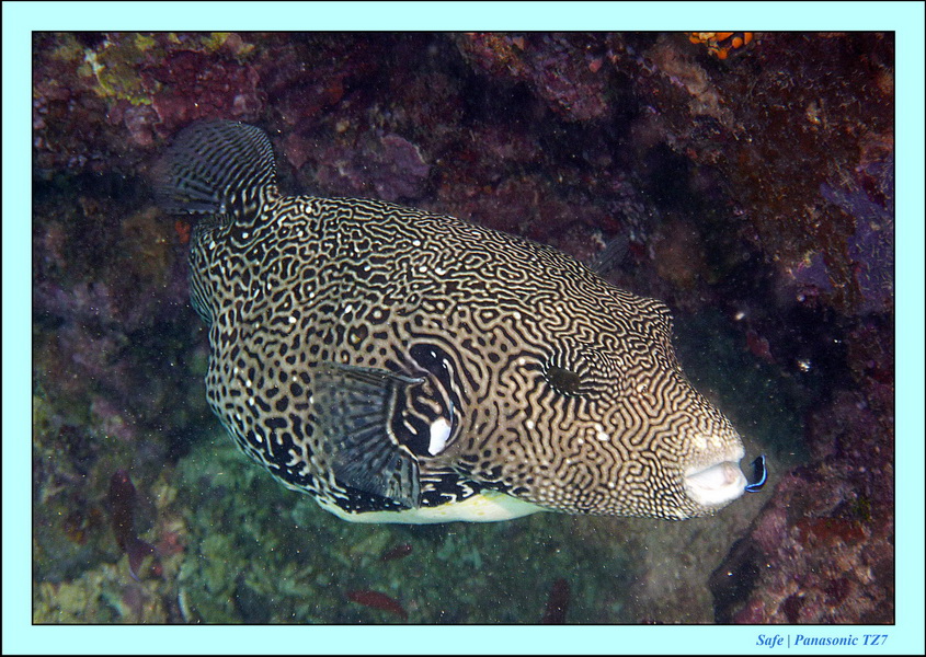 2011 - 08 - Borneo - Sipadan 081